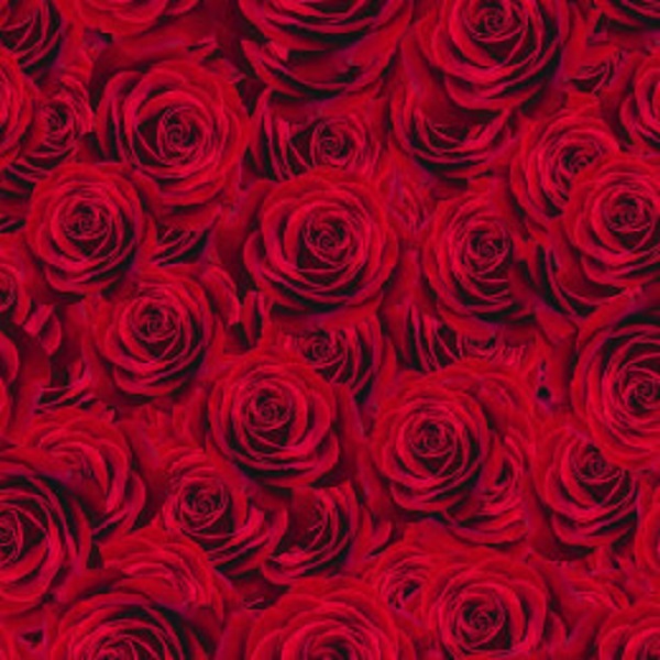 Wzór róże czerwone jersey
